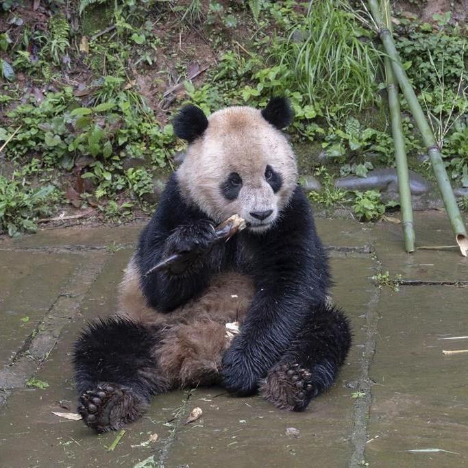 Pair of giant pandas from China arrive safely at San Diego Zoo
